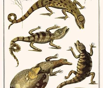 Crocodiles & Plants