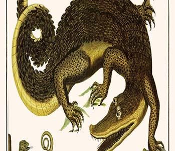 Crocodile & Lizard