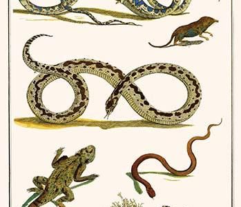 " Snakes, Rats, Shrew, Adder, Viper"