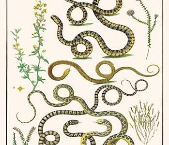 " Snakes, Scorpion Eater, Spring Heath"