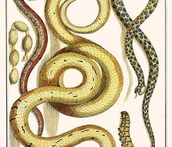 " Grass Snakes, Eggs, Caterpillars"