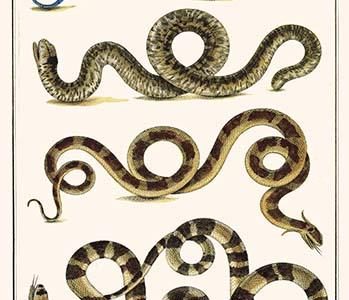 Sand Boa & Snakes