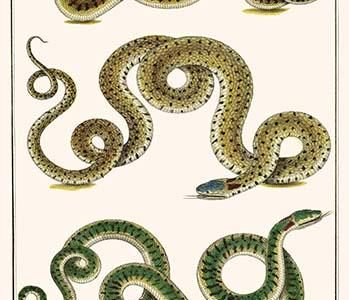 Whip & a Clumbrine Snake