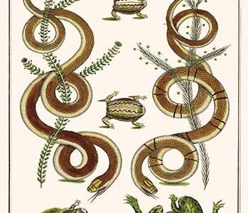 Snakes & Frogs Africa