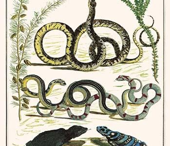 " Snakes of Africa & Lizards, Birds"
