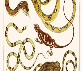 Bushmaster Snake & Lizards