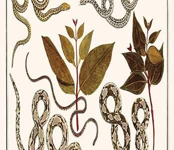 " Snakes, Slender Boa from Mexico, Melastoma"