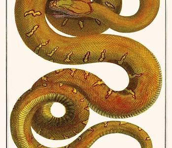Emerald tree Boa