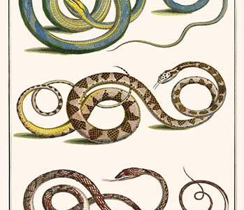 Indonesian Snakes of Amboina