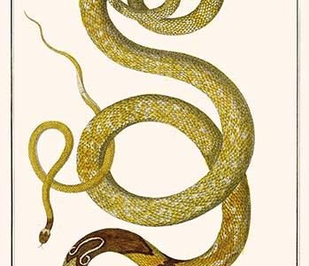 Common Cobra from Peru