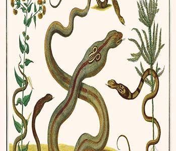 Common Cobra of Indonesia & the Philippines & Sunflower
