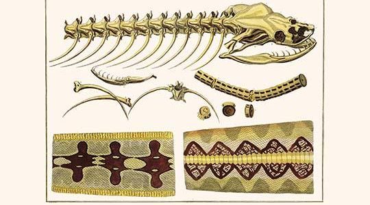 Skeleton & Skin of Boid Snake