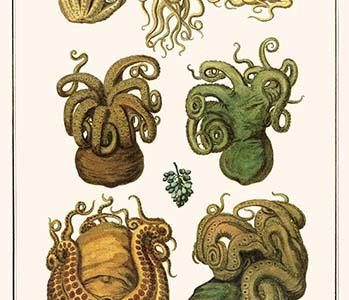 Octopuses