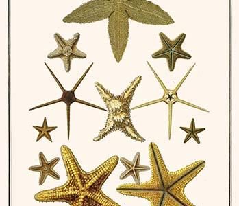 " Serpent Star, Starfish, Cushion Star,"