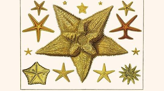 " Edged Starfishes, Cushion Star, Sun Star, Red comb star, Sand Star"