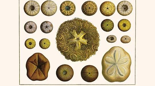 " Gorgon's Head, Sand Dollars, Sea Urchins, Hatpin Urchin, Diadems"