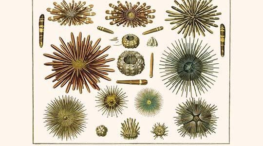 " Slate Pencil Sea Urchins, Long Spined Sea Urchin, Hatpin Urchins, Black Sea Urchin, Mine Urchins"