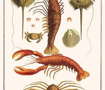 " Horseshoe crab, Shrimp, Lobster, Spider Crabs, Crabs, Porelain crabs"