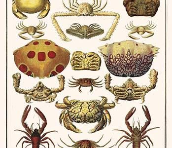 " Elbow Crabs, Pepple Crabs, Xanthid Crabs, Mus Crabs, Squat Lobsters, Box Crabs, Spider Crabs"