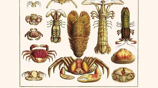 " Scyllarids, Stomatopods, Crustacea, Decapods,"