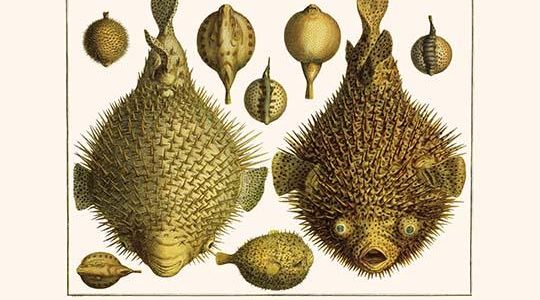 " Porcupine Fish, Blowfish, Fugu, burrfish, Puffer Fish, Banded Puffer"