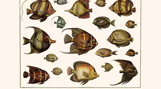 " Lined Surgeon Fish, Whitecheek Surgeonfish, Brown Surgeonfish, Convict Surgeonfish, Grey Angelfish, Pennant Coralfish, Banded Butterfly Fish, Redtailed Butteryfly Fish, Threadfin butterfly Fish, Eight band Butterfly Fish, Perch, Dusky batfish, Four-eye