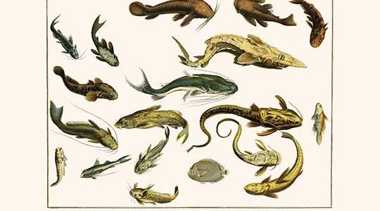 " Catfishes, Barred Sorubim, Banded Banjo, Suckermouth Catfish, Cascarudo, Gobies, Butterfly Fish, Sturgeon"