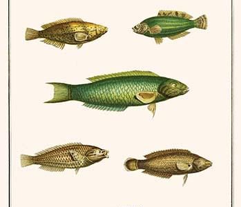 " Wrasses, Three-lined Rainbowfish, Greyhead Wrasse"