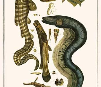 " Zebra Shark, Twospot astyanax, Ghost pipefish, Grooved Razorfish, Electric eel, Largescale foureye"