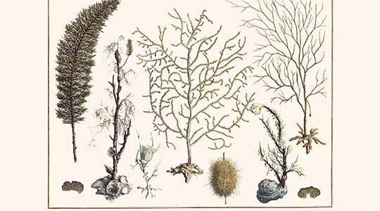 " Cnidarians, Hydroid, Bottlebrush Hydroids, Pink Sea Fan, Sea whip, Thorny oyster, Flower head, Fire coral"
