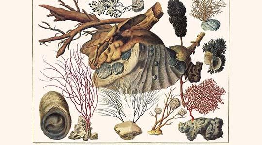 " Cnidarians, Orange gorgonian, sea whip, violescent sea whip, Feathery Black Coral, Caulerpa"