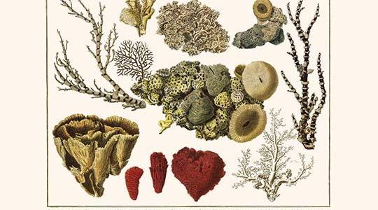 " Cnidaria, Smooth Flower Coral, Golden Sea Fans, Lettuce Coral, Plate coral, Fire Coral, Organ Pipe Corals, Hydrocoral"