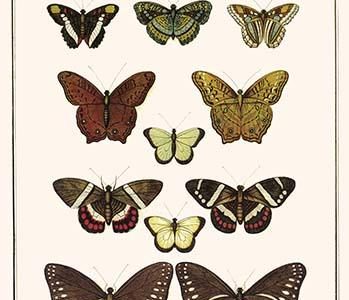 " Cruisers, Mountain beauties, Blue-spotted crows, butterflies"