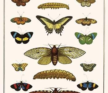 " Butterflies, Garden acraeas, Caterpillars, Ornamented utetheisas, "