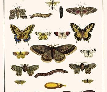 " Lime Hawkmoth, Eyed Hawkmoth, Poplar admirals, Wasp, swallowtail, Orange tips, bath whites, Large emperor, Emperor Moths, Peacocks, Spurge Hawkmoth, privet hawkmoth"