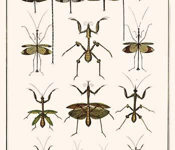 " Dragonflies, Fraying mantids, Gargoyle mantids, walking violin"
