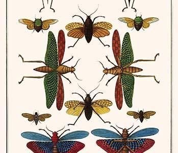 " Grasshooppers, Cicadas"