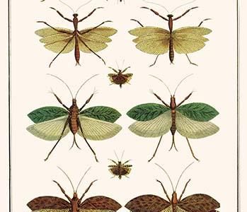 " Praying Mantis, Katydid, Bug"