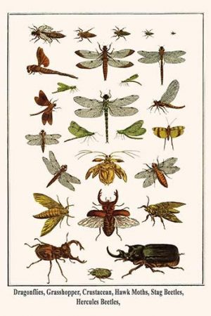 Dragonflies, Grasshopper, Crustacean, Hawk Moths, Stag Beetles, Hercules Beetles,