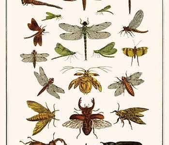 " Dragonflies, Grasshopper, Crustacean, Hawk Moths, Stag Beetles, Hercules Beetles, "