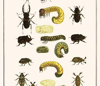" Water Beetles, Mole Crickets, Larvae, Stag Beetles, Rhinoceras Beetles, Wedge shaped Beetle, "