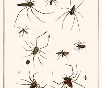 " Spider Wasp, Crane fly, Ants, Leafcutting ant, velvet ant, Chelicerates, Tailess Whipscorpion, web spiders, Wind Scorpion"