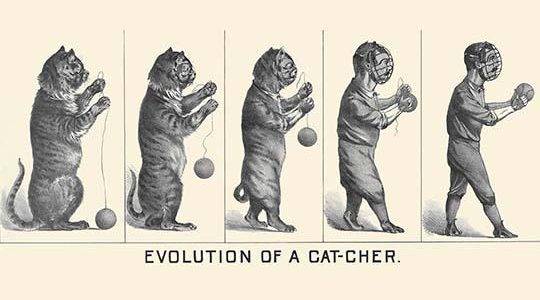 Evolution of a Cat-cher