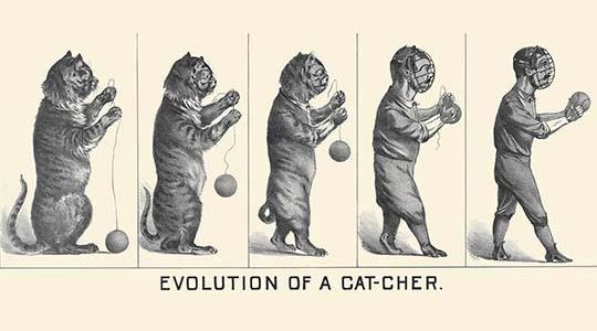 Evolution of a Cat-cher