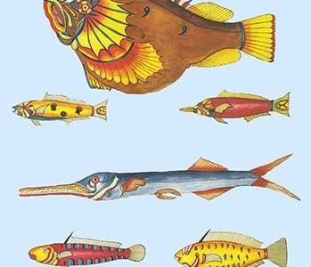 Rarest Curiosities of the Fish of the Indies