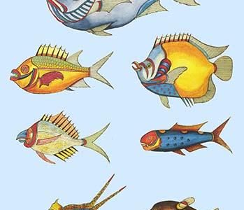 Rarest Curiosities of the Fish of the Indies