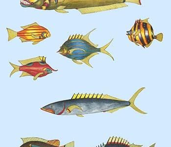 Rarest Curiosities of the Fish of the Indies