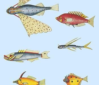 Rarest Curiosities of the Fish of the Indies