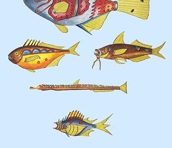 Rarest Curiosities of the Fish of the Indies