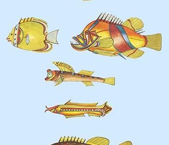 Rarest Curiosities of the Fish of the Indies